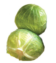 taiwan cabbage